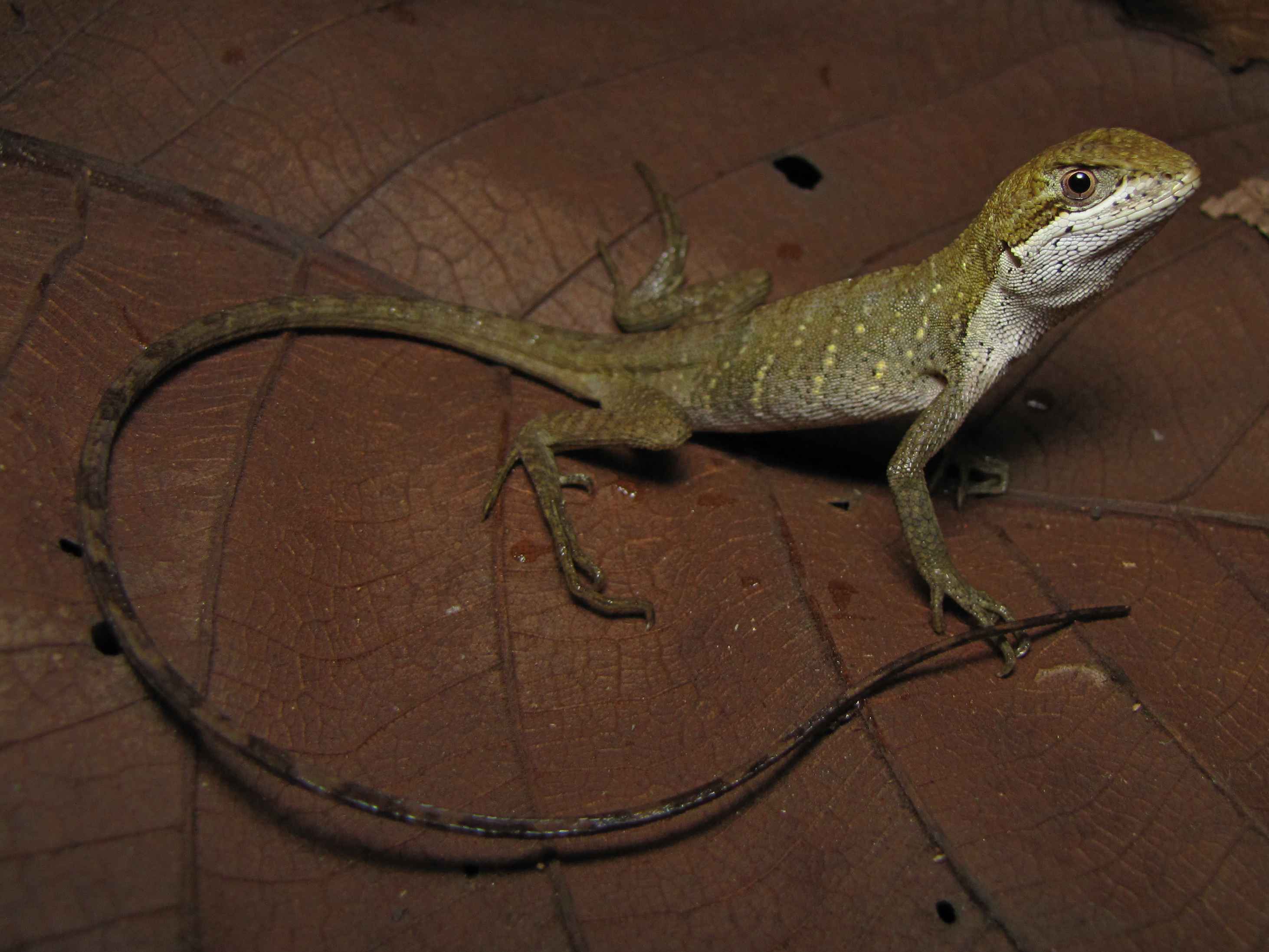 'Enyalius bilineatus', espécie de lagarto encontrada em Mariana (MG)