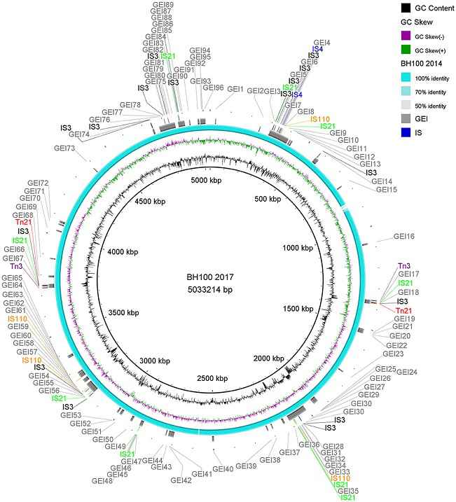 Representação das ilhas genômicas (barras em cinza ), regiões do cromossomo bacteriano que dão plasticidade genômica ao patógeno