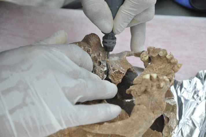 Extração de amostras de DNA em fóssil de Lagoa Santa