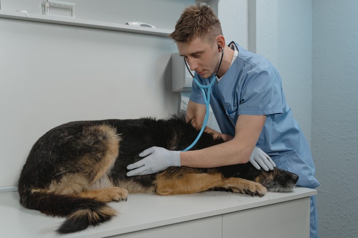 Uma das indicações para a cirurgia de lobectomia pulmonar em cães é o surgimento de tumores