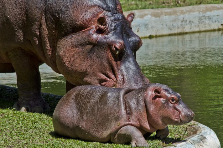 Hipopótamos no zoológico de Belo Horizonte: