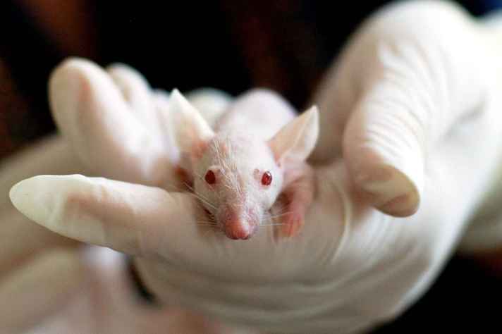 Teste de produtos cosméticos em animais já não era mais realizado na UFMG