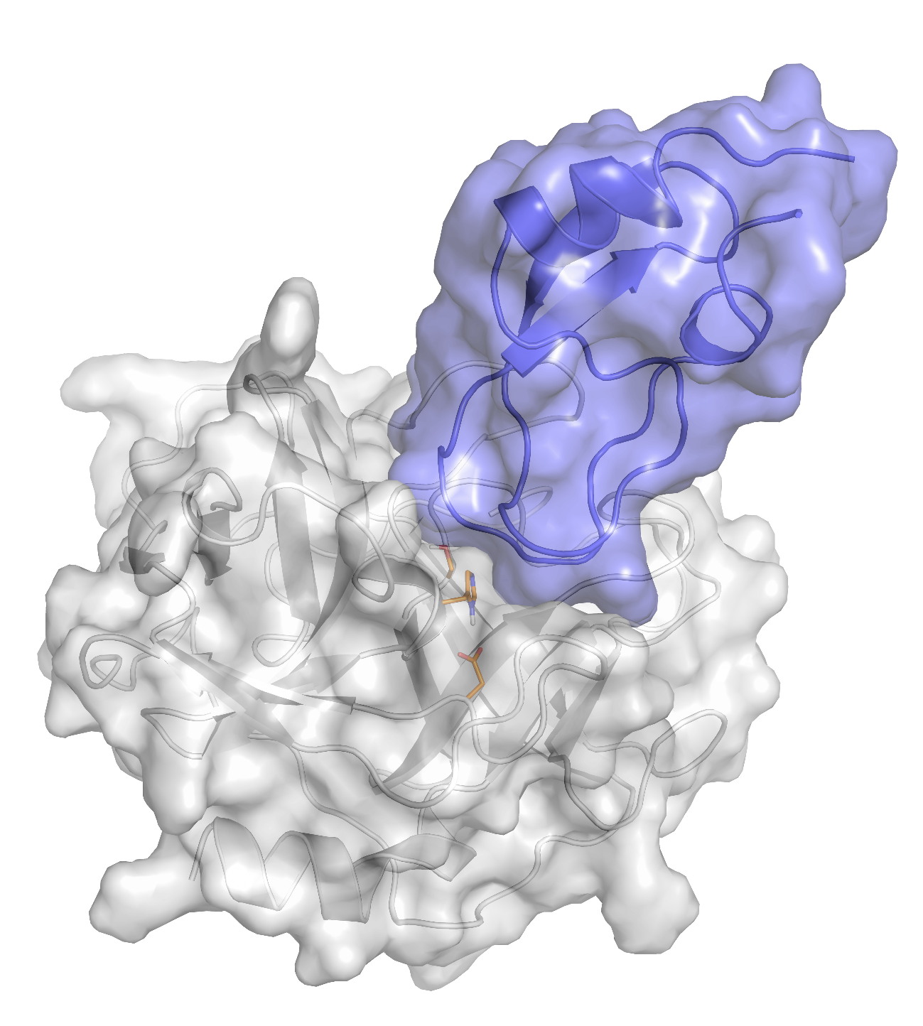 Imagem mostra o modo de ligação do domínio Kunitz da molécula SmKI-1 (roxo) à elastase de neutrófilos (cinza)