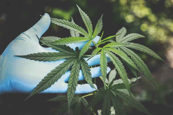 Cerca de 300 estudos clínicos sobre cannabis medicinal estão em andamento, no mundo