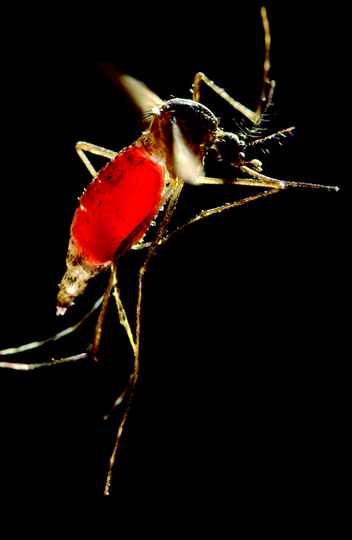 'Aedes aegypti', mosquito transmissor do zika vírus
