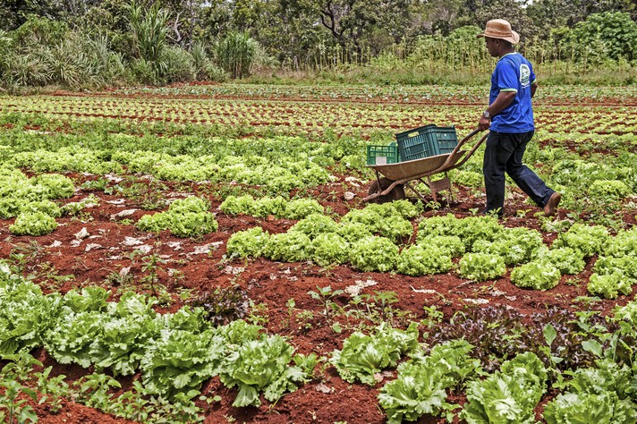 Agroecologia no abastecimento urbano e no combate à insegurança alimentar e nutricional é um dos eixos temáticos