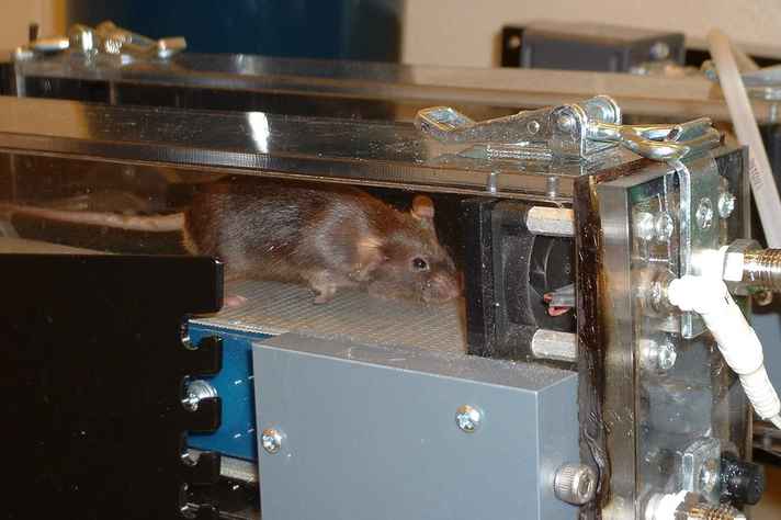 Modificações genéticas como as que geram os super-ratos têm impactos antropológicos